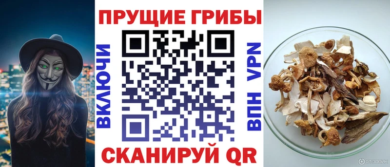 omg ссылка  купить наркотик  Кодинск  Псилоцибиновые грибы Magic Shrooms 